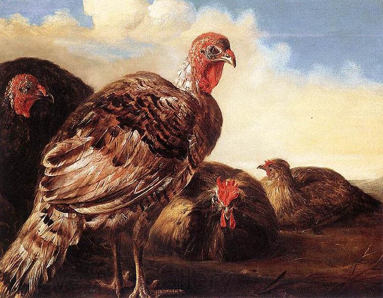 CUYP, Aelbert Domestic Fowl Germany oil painting art